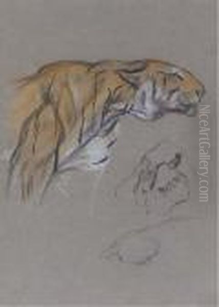 Study Of A Stalking Tiger Oil Painting by Arthur Wardle