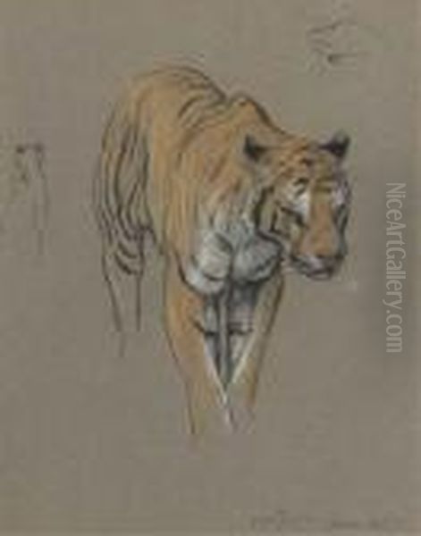 Nepalese Tigress Oil Painting by Arthur Wardle