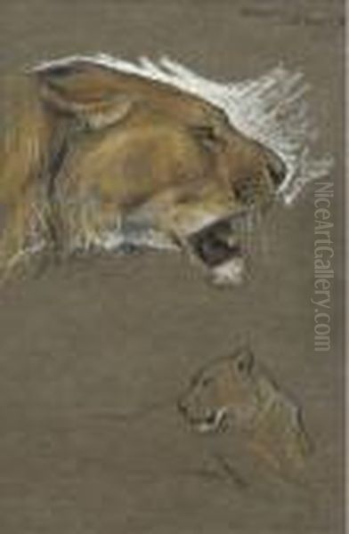 A Study Of Two Lionesses Oil Painting by Arthur Wardle