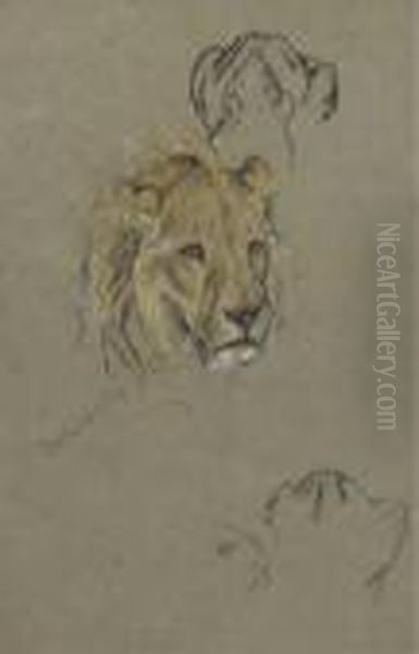 Study Of A Lioness Oil Painting by Arthur Wardle