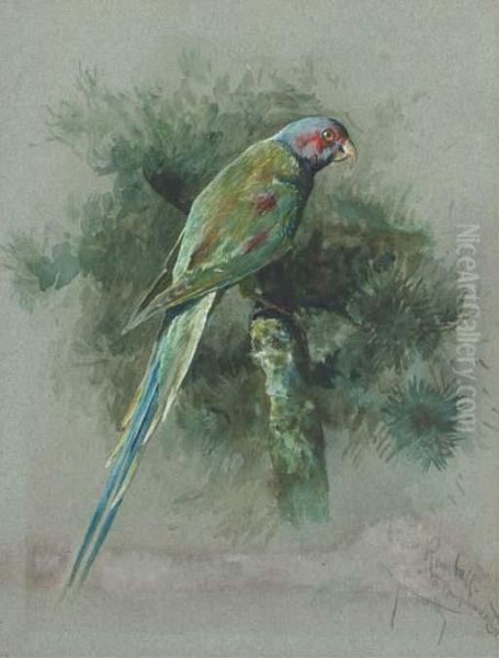 Study Of A Parrot Oil Painting by Arthur Wardle