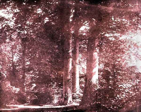 Beech Trees, Lacock Abbey, c.1844 Oil Painting by William Henry Fox Talbot