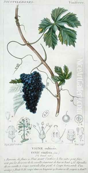 Grape Vine Vitis Vinifera botanical plate, c.1820 Oil Painting by Pierre Jean Francois Turpin