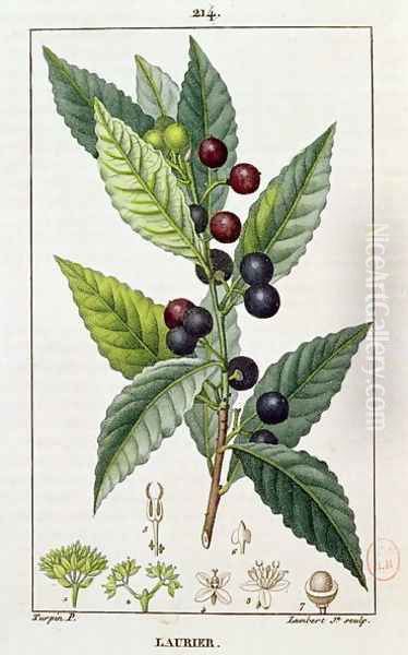 Laurel, botanical plate, c.1810 Oil Painting by Pierre Jean Francois Turpin