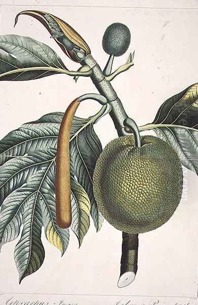 Artocarpus incisa Breadfruit tree engraved by Dien, illustration from the Plate Collection of the Botany Library Oil Painting by Pierre Jean Francois Turpin