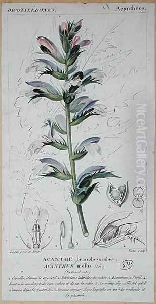 Acanthus Mollis, c.1820 Oil Painting by Pierre Jean Francois Turpin