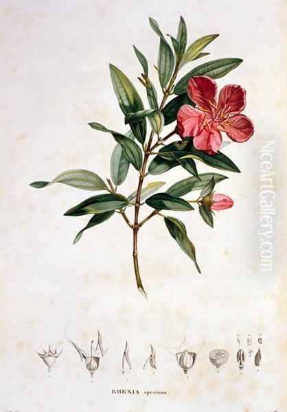 Rhexia speciosa, engraved by Bouquet, plate 4 from Part VI of Voyage to Equinoctial Regions of the New Continent by Friedrich Alexander, Baron von Humboldt 1769-1859 and Aime Bonpland 1773-1858 pub. 1806 Oil Painting by Pierre Jean Francois Turpin