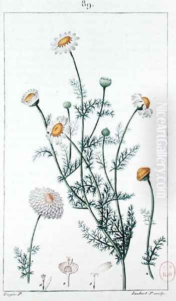 Camomile, reproduction of a plate from Flore medicale by Francois-Pierre Chaumeton 1775-1819 Oil Painting by Pierre Jean Francois Turpin