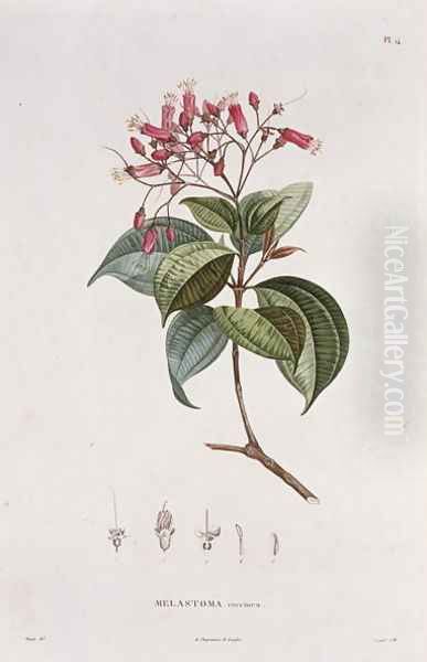 Melastoma coccinea, engraved by Bouquet, plate 14 from Part VI of Voyage to Equinoctial Regions of the New Continent by Friedrich, Baron von Humboldt 1769-1859 and Aime Bonpland 1773-1858 pub. 1806 Oil Painting by Pierre Jean Francois Turpin