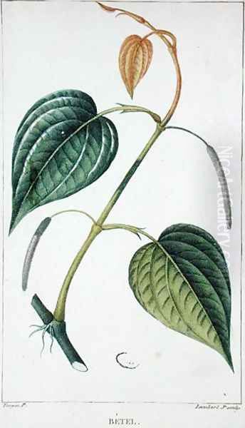 Betel, botanical plate, c.1810 Oil Painting by Pierre Jean Francois Turpin