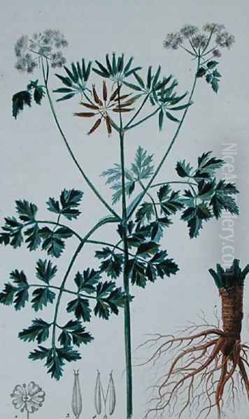 Botanical Plate depicting Chervil, from Flore du Dictionnaire des sciences medicales by Francois Pierre Chaumeton 1775-1819, published 1813-1820 Oil Painting by Pierre Jean Francois Turpin