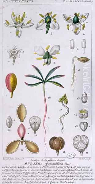 Bursera Gummifera, engraved by Rebel c.1810-20 Oil Painting by Pierre Jean Francois Turpin