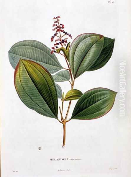 Melastoma racemosa, engraved by Bouquet, plate 27 from Part VI of Voyage to Equinoctial Regions of the New Continent by Friedrich, Baron von Humboldt 1769-1859 and Aime Bonpland 1773-1858 pub. 1806 Oil Painting by Pierre Jean Francois Turpin