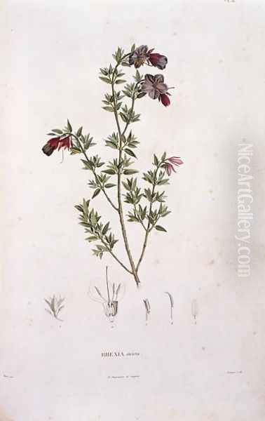 Rhexia stricta, engraved by Bouquet, plate 8 from Part VI of Voyage to Equinoctial Regions of the New Continent by Friedrich Alexander, Baron von Humboldt 1769-1859 and Aime Bonpland 1773-1858 pub. 1806 Oil Painting by Pierre Jean Francois Turpin