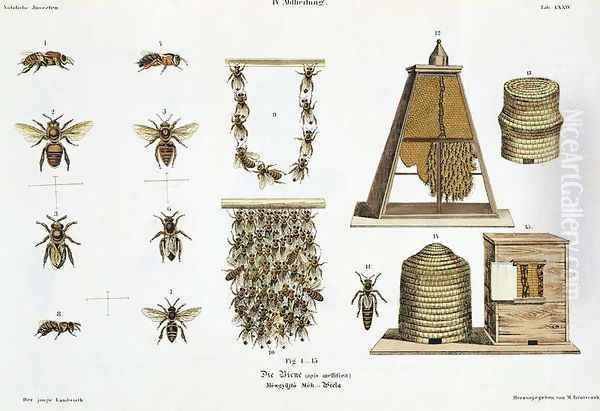 Bees and bee-keeping, from The Young Landsman, published Vienna, 1845 Oil Painting by Matthias Trentsensky