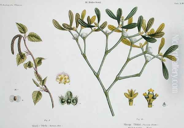 Birch left and Mistletoe right, fig. 9 and 10 from The Young Landsman, published Vienna, 1845 Oil Painting by Matthias Trentsensky