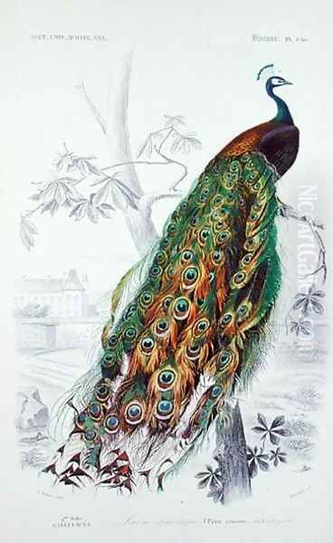 The Peacock, illustration from Le Dictionnaire dHistoire Naturelle by Charles dOrbigny, engraved by A. Fournier Oil Painting by Edouard Travies