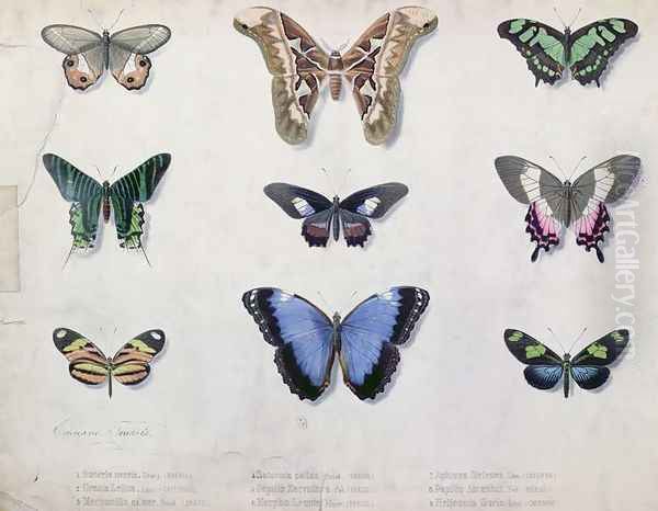 Butterflies from Brazil and Guyana, mid 19th century Oil Painting by Edouard Travies