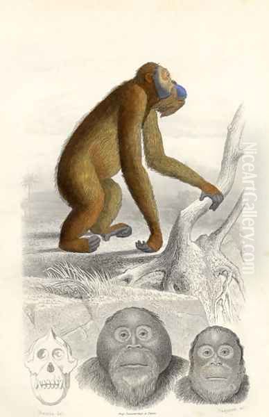 The Orangutan, engraved by Paquien Oil Painting by Edouard Travies