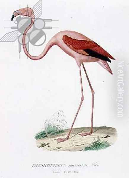 Phenicopterus americanus Flamenco sic engraved by Fournier, pub. by Bougeard Oil Painting by Edouard Travies