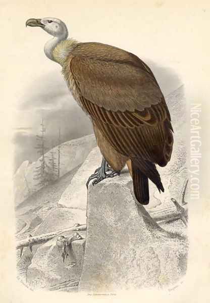 The Fawn Vulture, engraved by Paquien Oil Painting by Edouard Travies