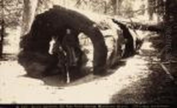 Burnt Section, 80 Feet From Stump, Mariposa Grove Oil Painting by Carleton E. Watkins