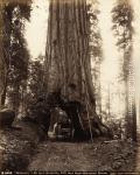 Wawona-28 Feet Diameter, 275 Feet High-mariposa Grove Oil Painting by Carleton E. Watkins