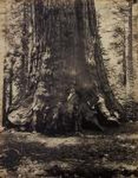 Section Of The 'grizzly Giant,' 33 Feet Diameter, Mariposa Grove,california Oil Painting by Carleton E. Watkins