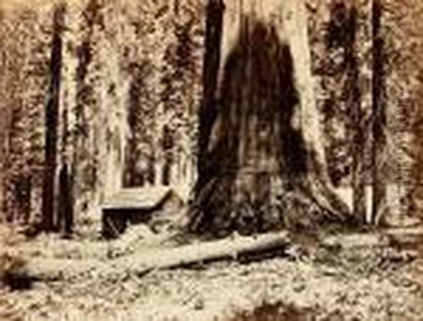 In The Maripose Grove Oil Painting by Carleton E. Watkins