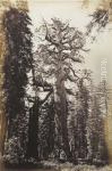 Grizzly Giant, Mariposa Grove, 33 Ft Diam Oil Painting by Carleton E. Watkins