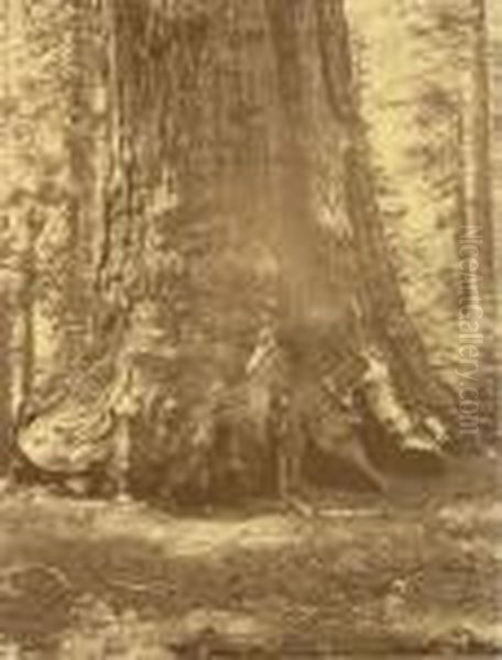 Grizzly Giant Oil Painting by Carleton E. Watkins