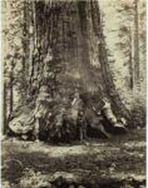 Section Of The Grizzly Giant, 33 Ft., Mariposa Grove, No. 113 Oil Painting by Carleton E. Watkins