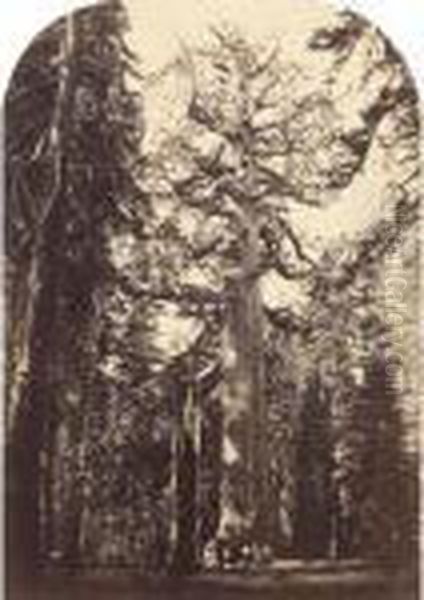 ``grizzly Giant, Mariposa Grove, 33 Ft Diam' Oil Painting by Carleton E. Watkins