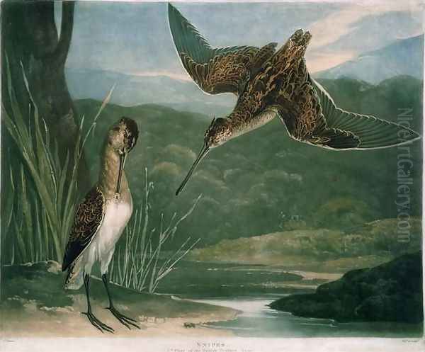 Snipes, plate 3 of British Feather Game, engraved by the artist, pub. by R. Ackermann, c.1810 Oil Painting by Charles Turner