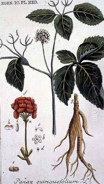 Panax quinquefolium American Ginseng engraved by T. S. Leitner, plate 155, illustration from the Plate Collection of the Botany Library Oil Painting by B Thanner