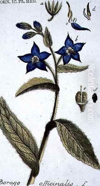 Borago officinalis Borage engraved by T. S. Leitner, plate 147, illustration from the Plate Collection of the Botany Library Oil Painting by B Thanner