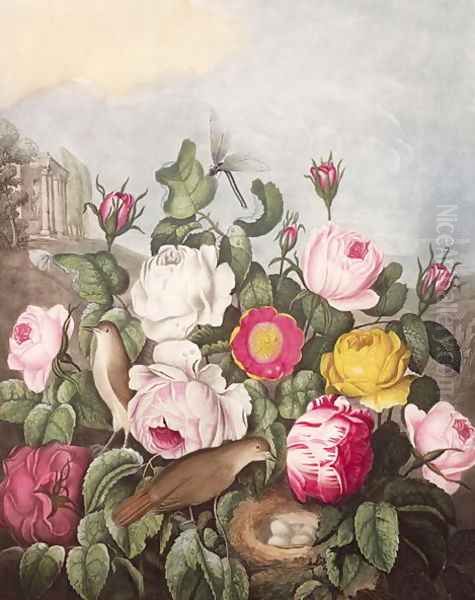 Roses, engraved by Earlom, from The Temple of Flora, by Robert Thornton, pub. 1805 Oil Painting by Thornton, Robert John