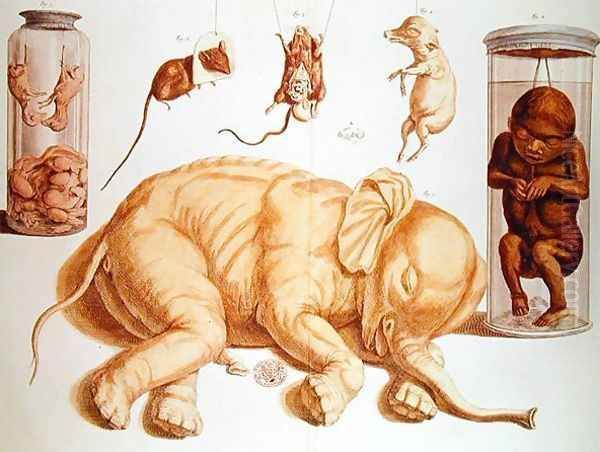 Laboratory specimens, plate CXI from Locpletissimi Rerum Naturalium Thesauri by Albertus Seba 1665-1736 1734-65 Oil Painting by P. Tanye