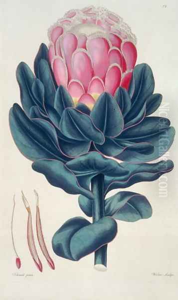 Protea speciosa, Perigonia pistillum pl.12 from Thesaurus Botanicus, 1819 Oil Painting by Leopold Trattinick