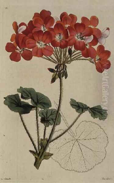 Pelargonium from Neu Arten von Pelargonium, c.1825-34 Oil Painting by Leopold Trattinick