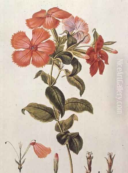 Lychnis coronaria, from Thesaurus Botanicus, 1819 Oil Painting by Leopold Trattinick