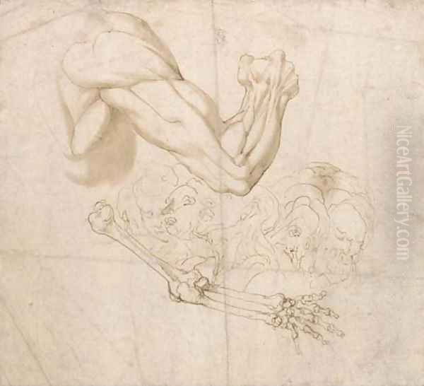 A shoulder and right arm and studies of the bones of the right arm and of five heads Oil Painting by Bartolomeo Torri