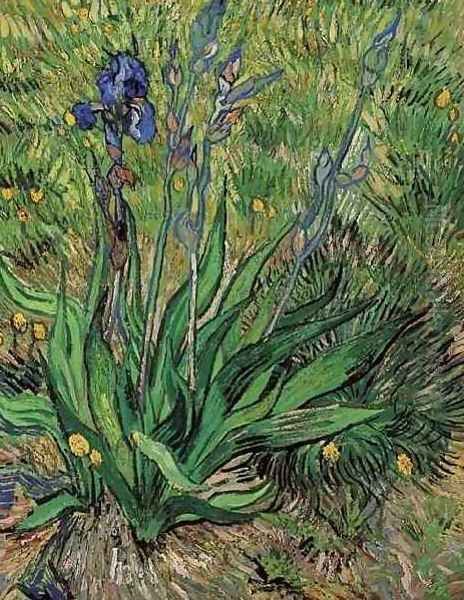 The Iris Oil Painting by Vincent Van Gogh