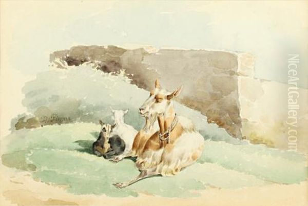 Studies Of Goats Oil Painting by Noel-Dieudonne Finart