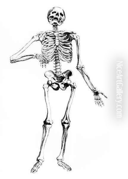 Human Skeleton Oil Painting by Andreas Vesalius