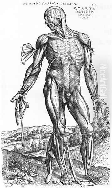 Anatomical Study, illustration from De Humani Corporis Fabrica by Andreas Vesalius 1514-64 Basel, 1543 Oil Painting by Andreas Vesalius