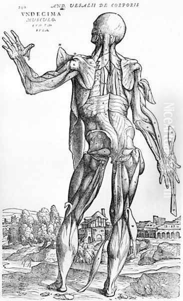 Anatomical Study, illustration from De Humani Corporis Fabric by Andreas Vesalius 1514-64 Basel, 1543 Oil Painting by Andreas Vesalius