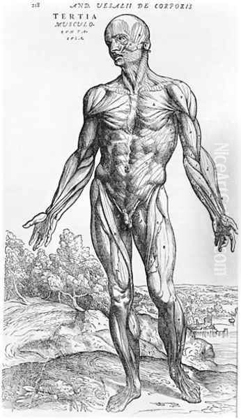 Anatomical Study, illustration from De Humani Corporis Fabrica by Andreas Vesalius 1514-64 Basel, 1543 3 Oil Painting by Andreas Vesalius