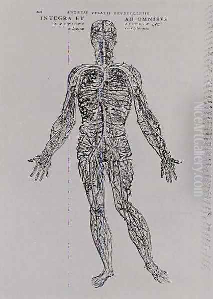 Veins and Arteries system Oil Painting by Andreas Vesalius