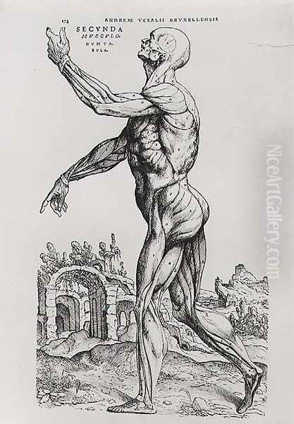 Musculature Structure of a Man Oil Painting by Andreas Vesalius